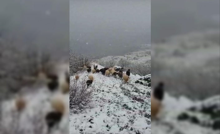 Kar altında otlayan sürü çoban tarafından görüntülendi