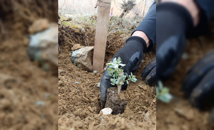 Erzincan’da Tuz Çalısı Deneme Sahası Oluşturuldu