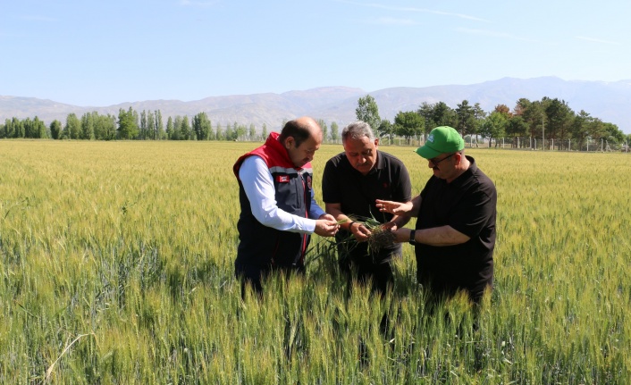 Erzincan’da Buğday Sahalarında Kontroller Sürüyor
