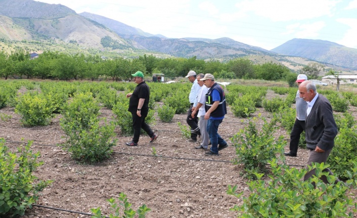 Erzincan’ın tarımsal ürün deseni içerisinde kendine yer buldu