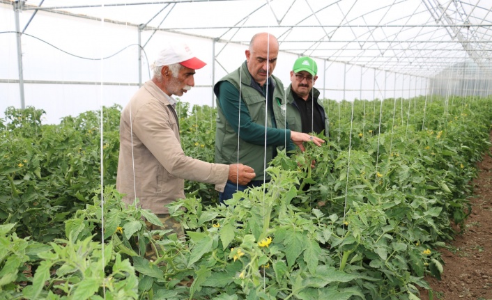 Seralarda Domates ve Salatalık Üretimi Daha Yaygın