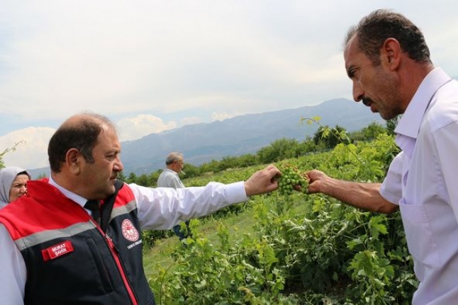 Dolu Yağışı Ekinlere Zarar Verdi