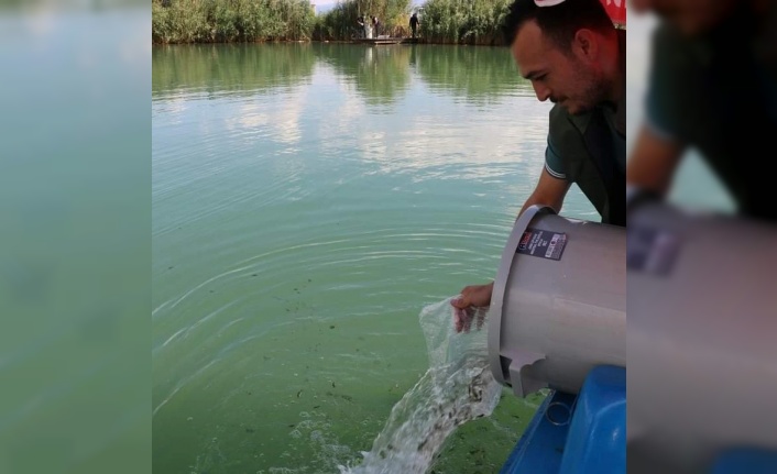 Erzincan'da balık popülasyonu artacak