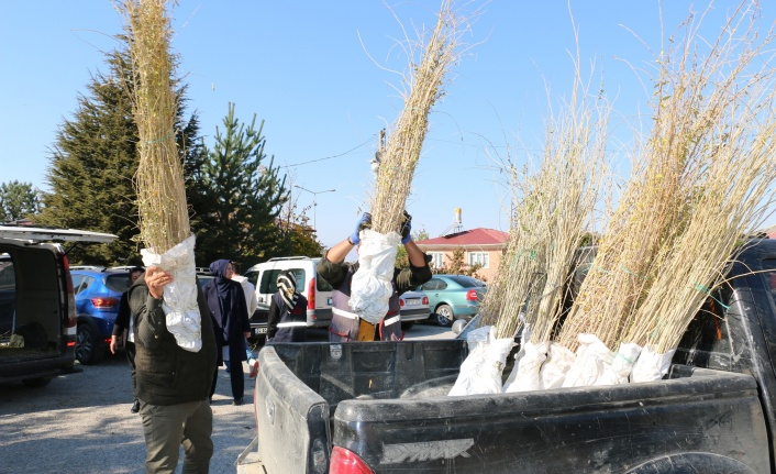 Erzincan'da goji berry yetiştiriciliği başladı