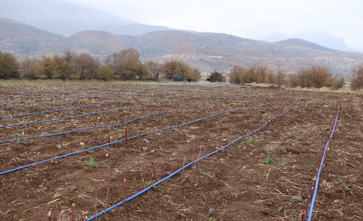 Erzincan’da ekonomik olarak böğürtlen üretimi