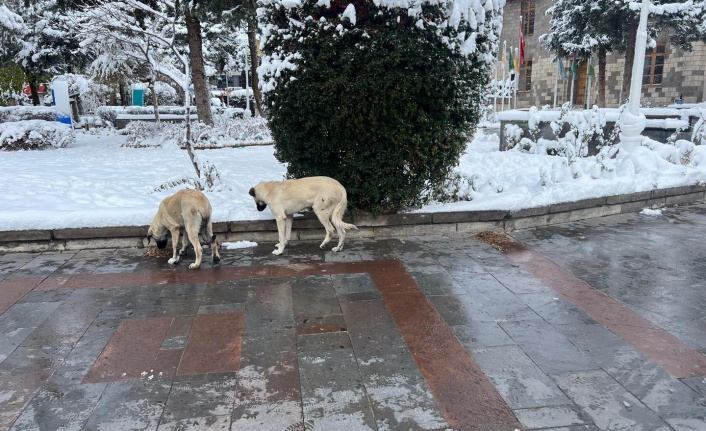 Sokak hayvanlarına mama ve su takviyesi yapılıyor