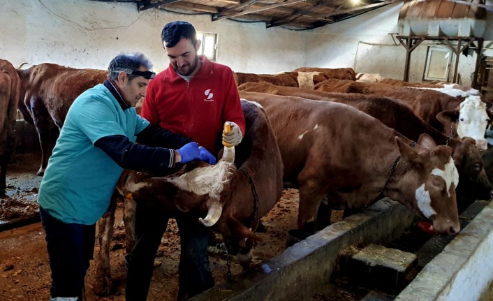 İliç’te  büyükbaş hayvanlar aşılanıyor