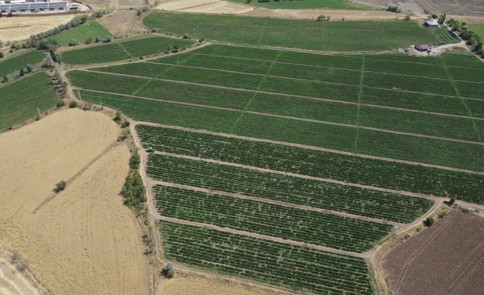 Erzincan çiftçisine yüzde 50 hibeli destek