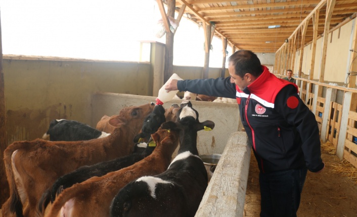 Erzincan’da büyükbaş hayvan işletmelerine arilik incelemesi