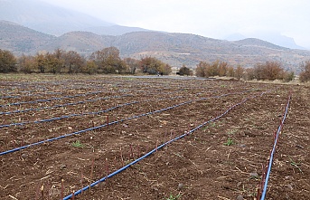 Erzincan’da ekonomik olarak böğürtlen üretimi