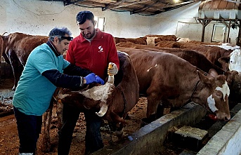 İliç’te  büyükbaş hayvanlar aşılanıyor