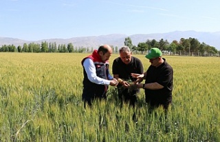 Erzincan’da Buğday Sahalarında Kontroller Sürüyor