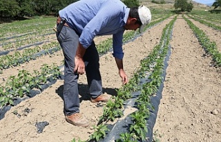 Erzincan’da sebze üretimi artarak devam ediyor