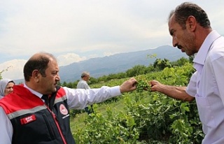 Dolu Yağışı Ekinlere Zarar Verdi